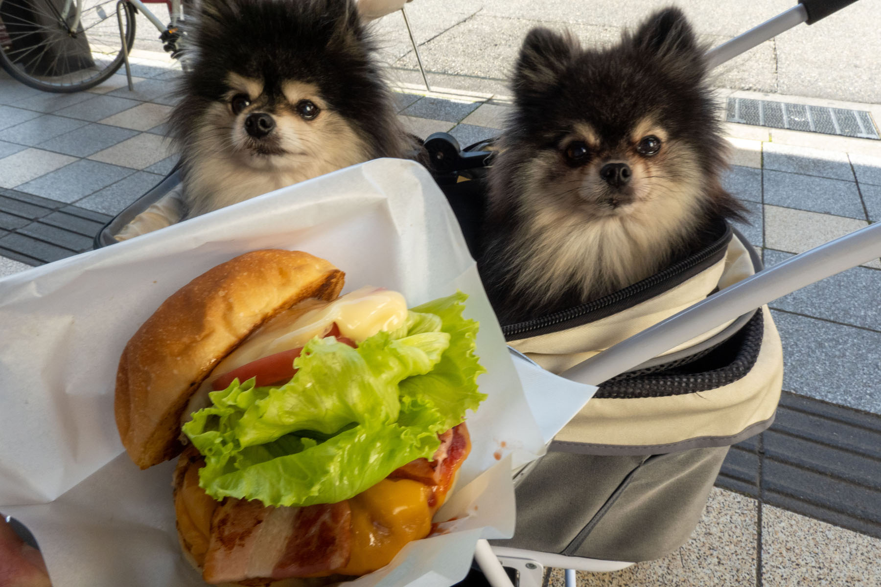 テラスわんこOK】上古町、KEN's BURGER : 黒ぽめ！あんことおはぎと