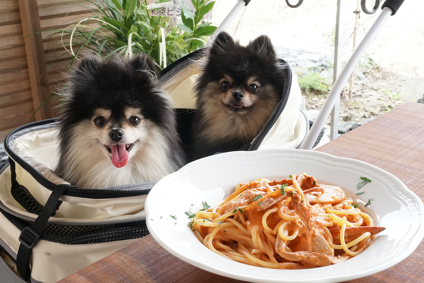 テラスわんこOK】移転リニューアルの新発田のラジェンマ : 黒ぽめ