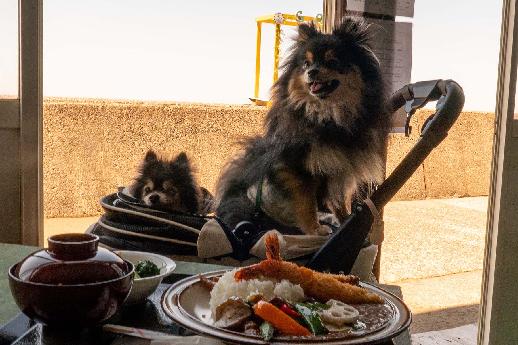 店内わんこOK】石地海岸のDog Cafe GOD（さかえ茶屋） : 黒ぽめ！あん