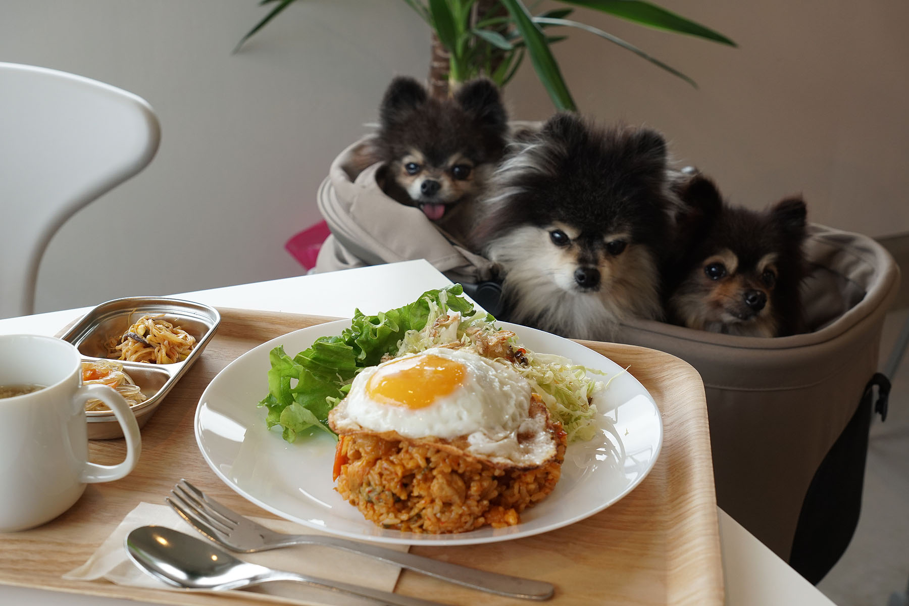 店内わんこOK】弥彦にできたドッグラン付きドッグカフェ.DANA : 黒ぽめ