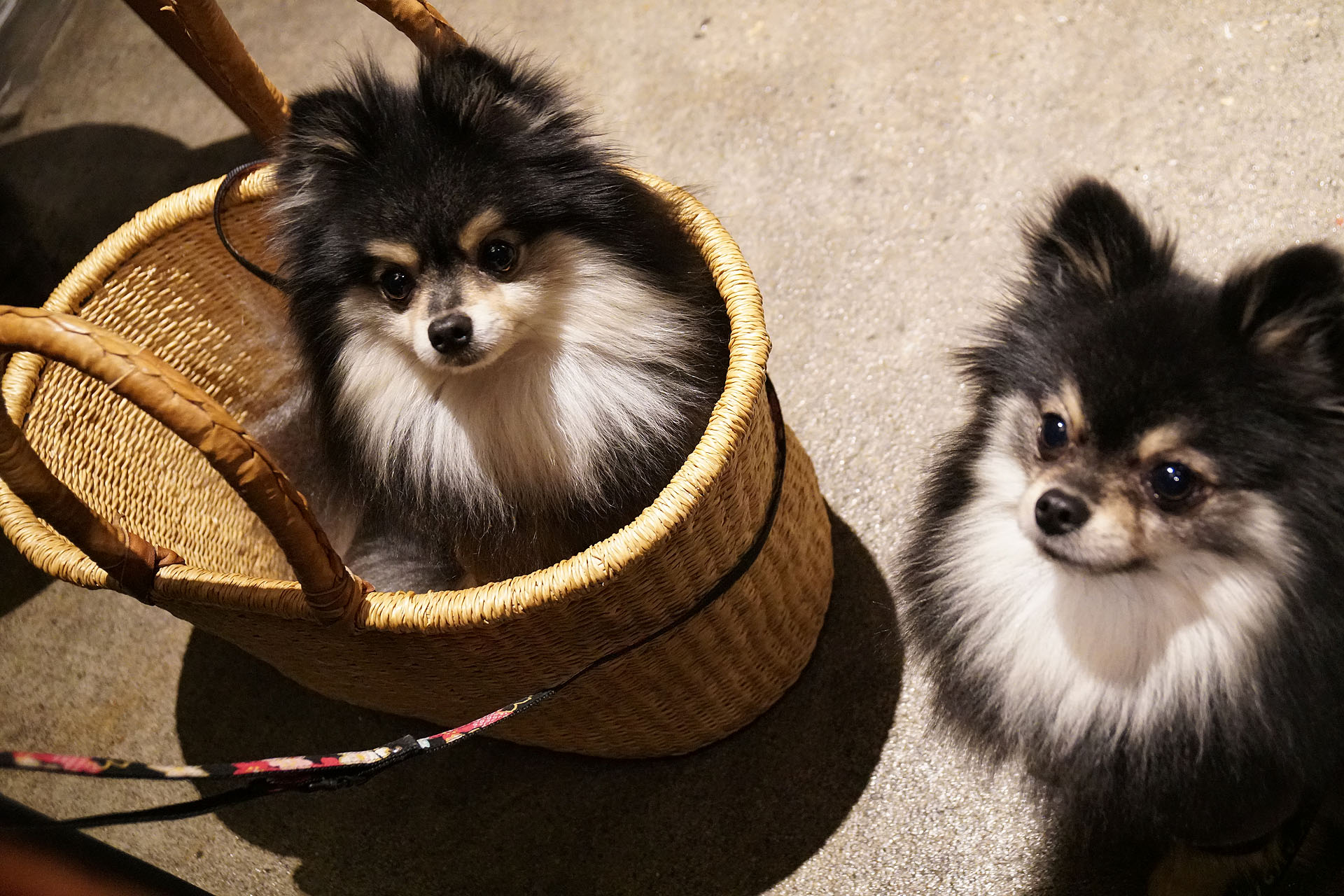 店内わんこOK】フレッシュ本町の五徳屋十兵衛 : 黒ぽめ！あんこと