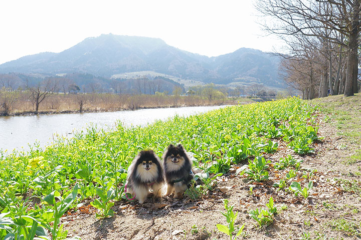上堰潟公園 黒ぽめあんこ と 黒ぽめおはぎ 上堰潟公園 黒ぽめあんこ と 黒ぽめおはぎ