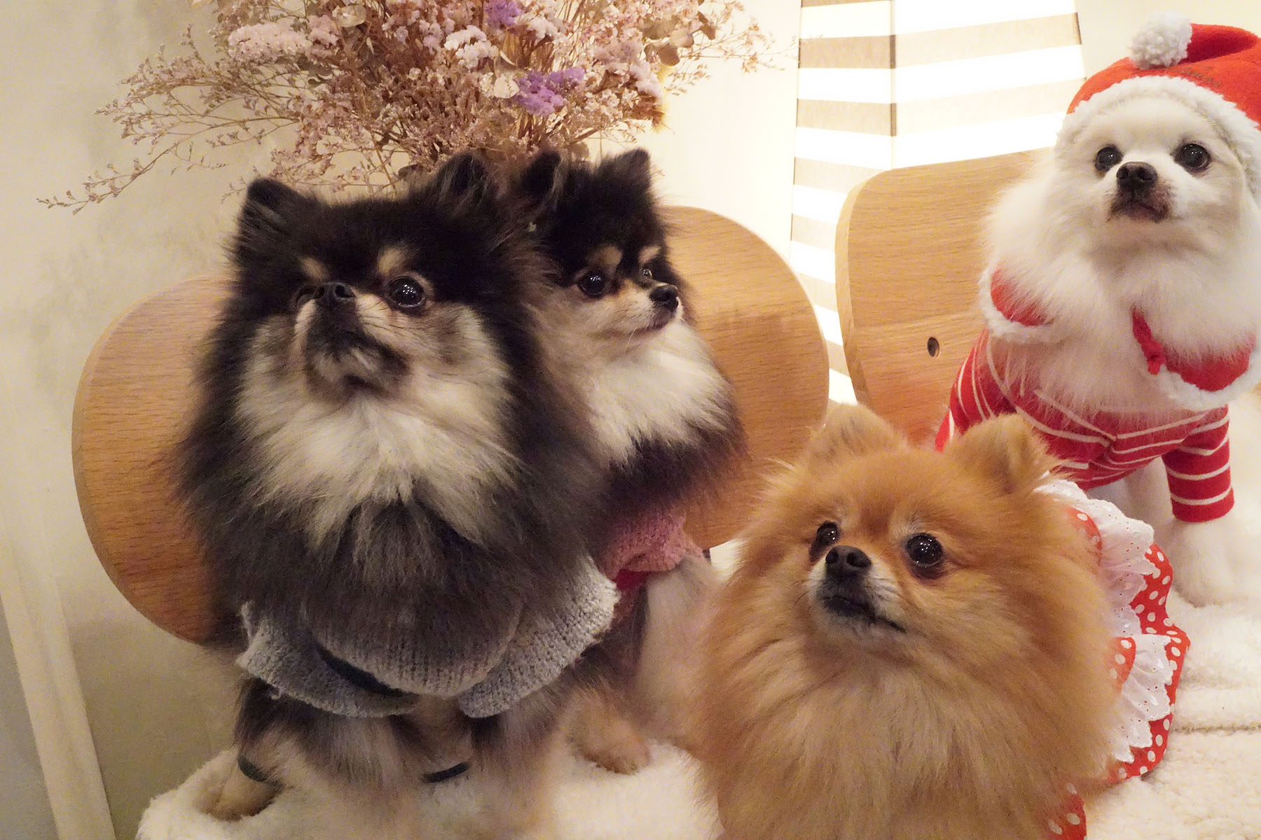 ポメころび様 おまとめ ポメころび様 おまとめ