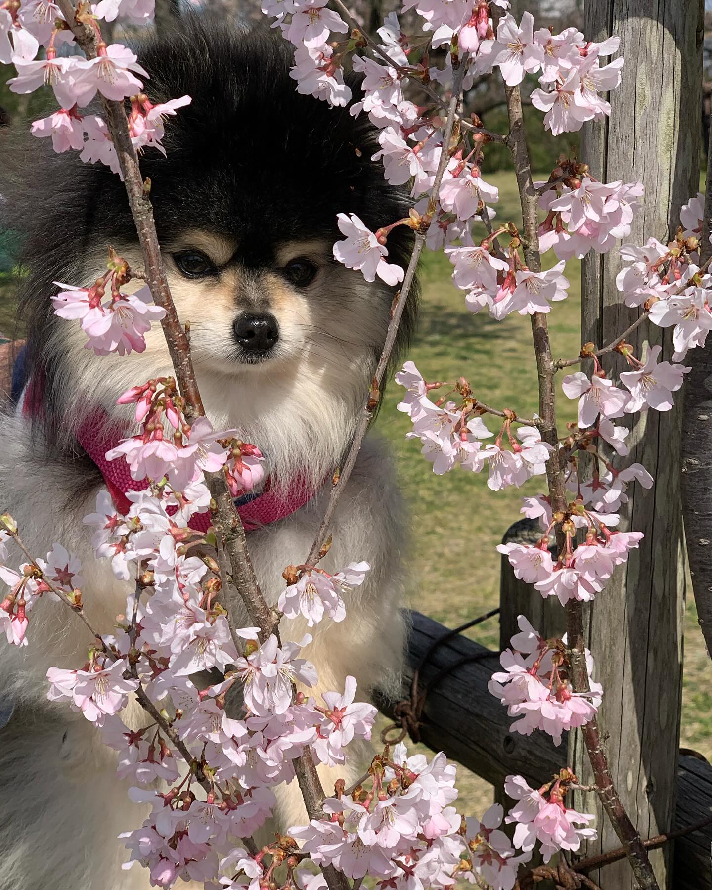 テラスわんこOK】鳥屋野潟公園女池のとなり、R＋cafe : 黒ぽめ！あん