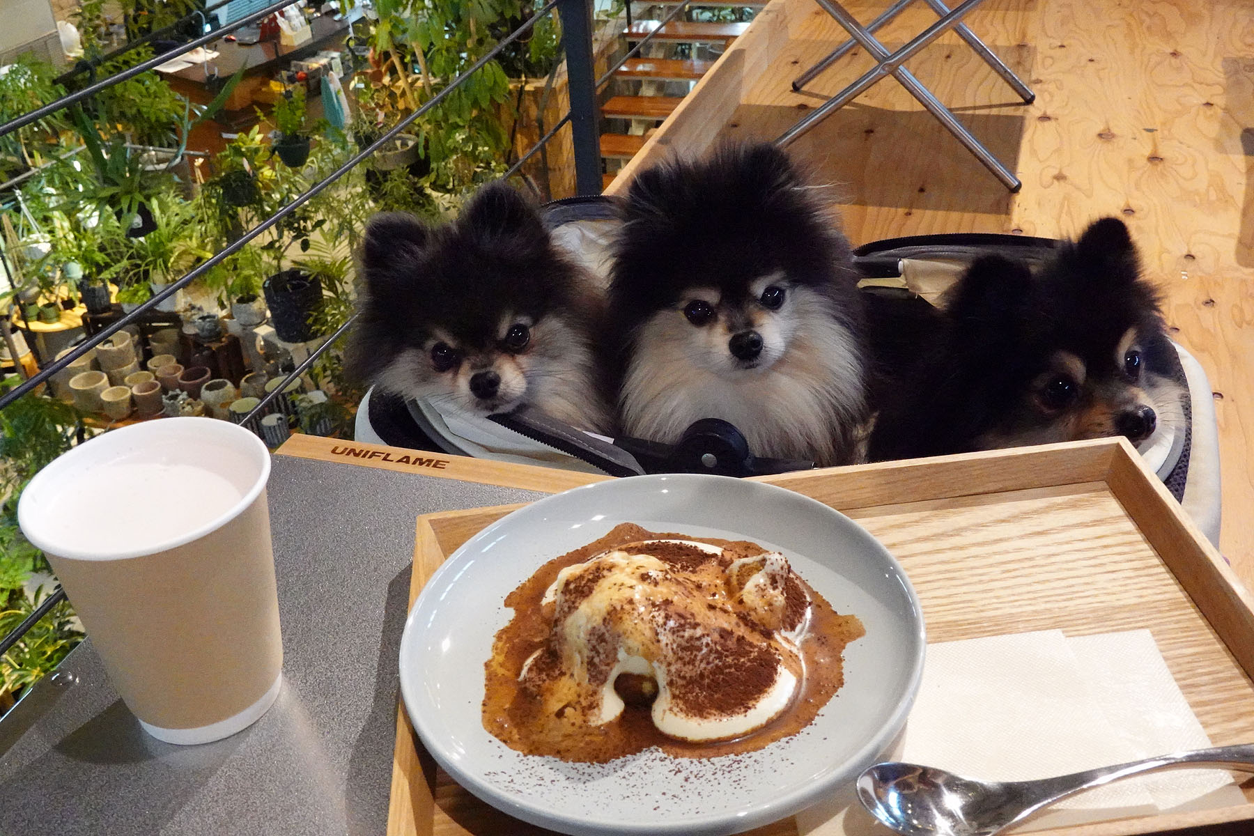 店内わんこOK】G.labさん2Fのヒロティラミス : 黒ぽめ！あんことおはぎ