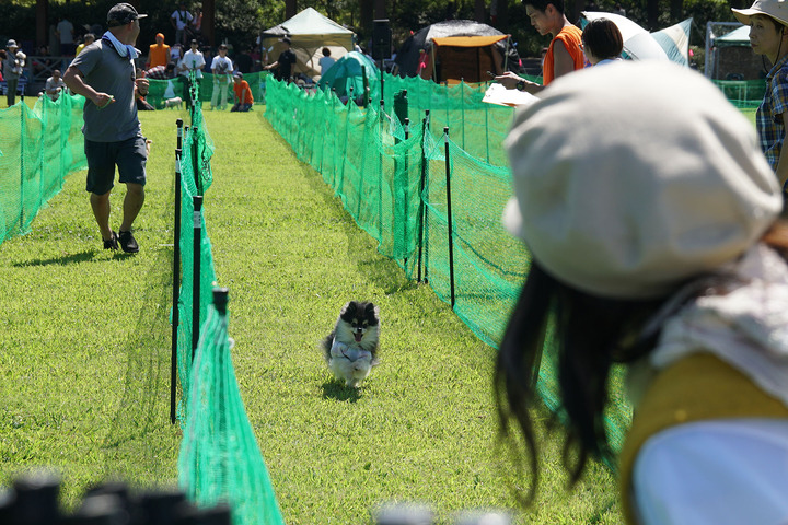 ワンダーラン運動会あんこおはぎ023