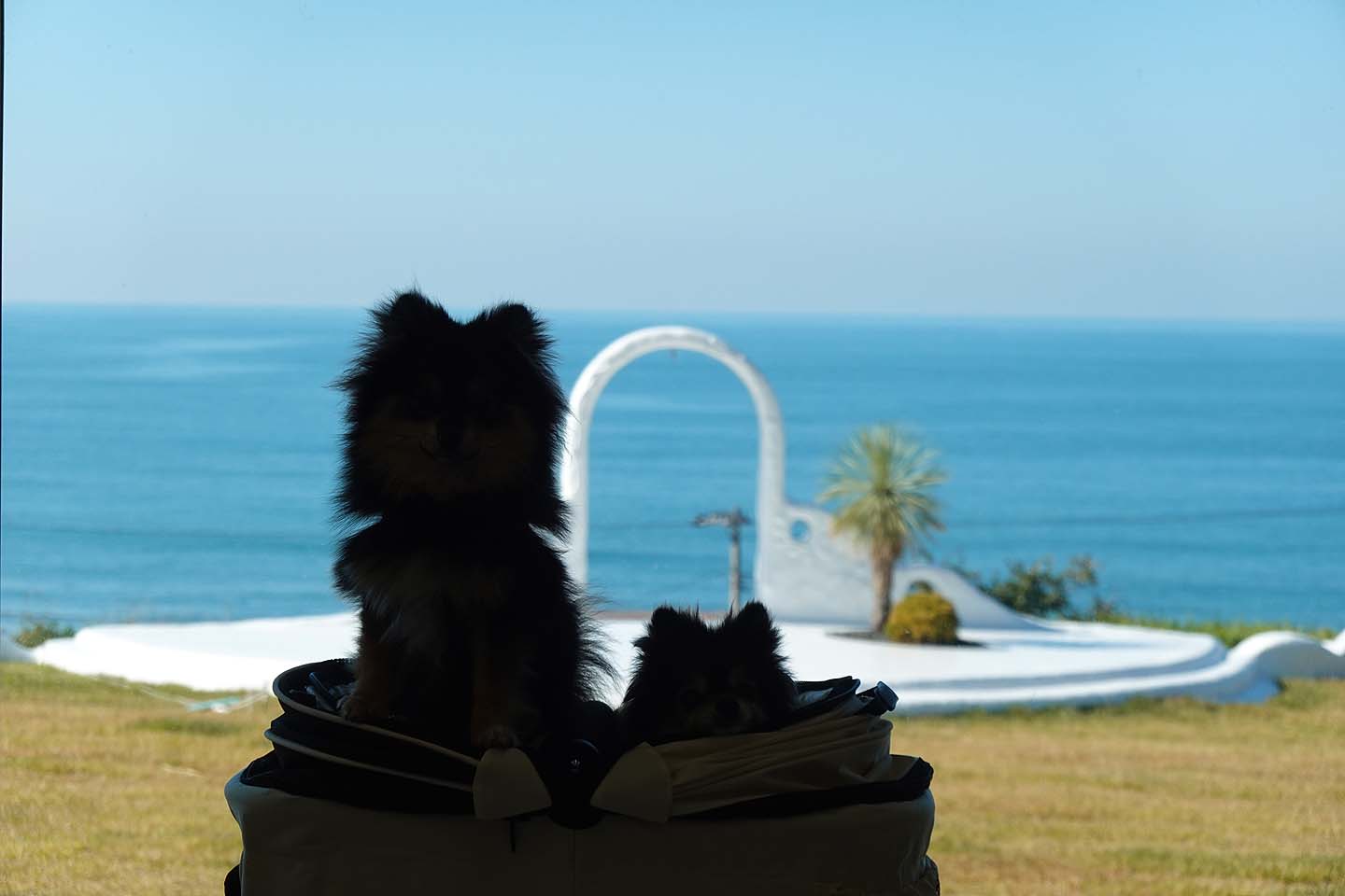 出雲崎のドッグランThe earth with dogs : 黒ぽめ！あんことおはぎと