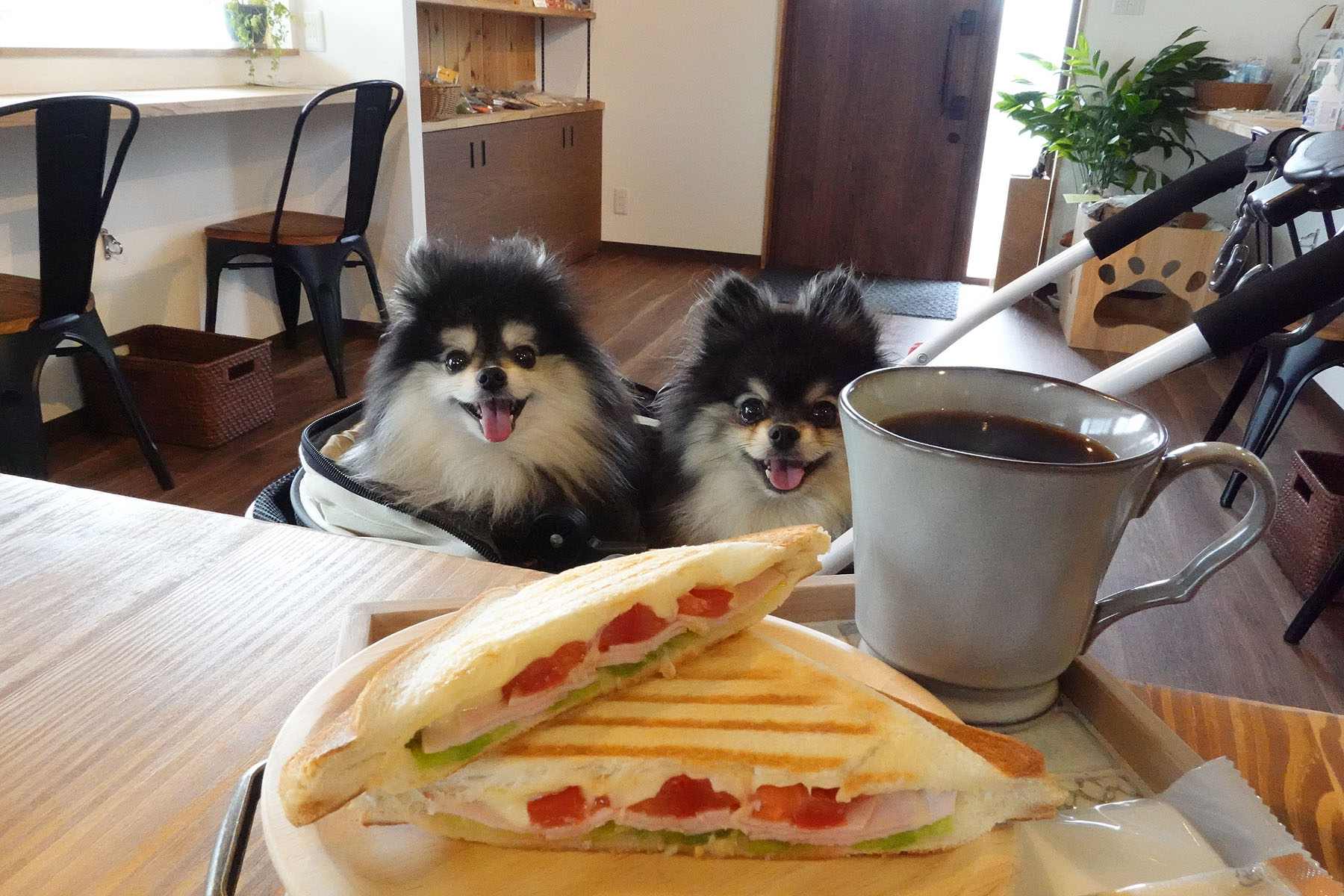 店内わんこOK】五泉市のドッグカフェSanSan dogspace : 黒ぽめ！あん