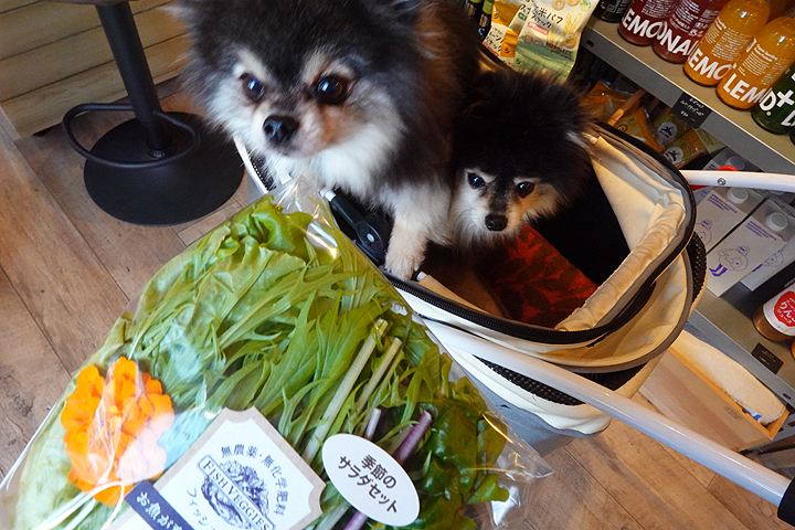 わんこ 81jRkEOuiYL._AC_UF350,