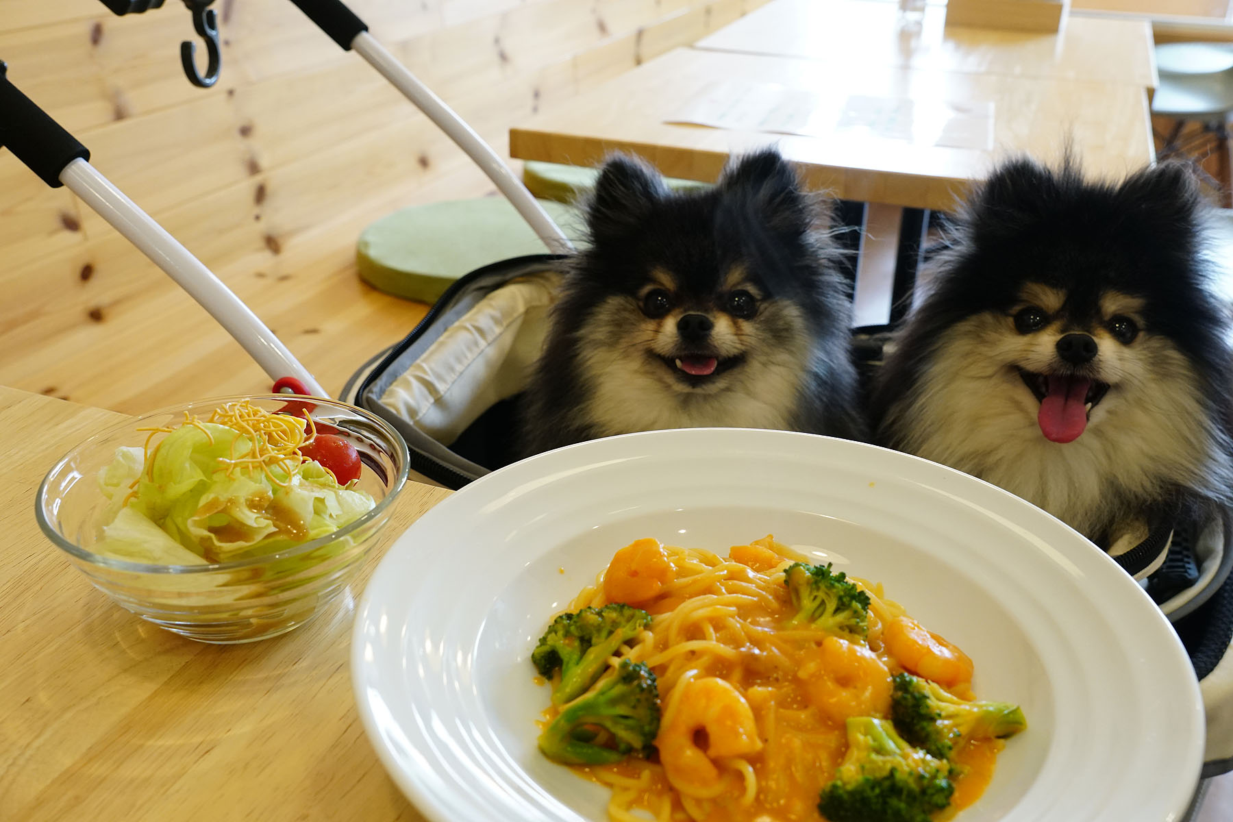 店内わんこOK】長岡のカフェ＆ドッグサロン・ブルーベリー : 黒ぽめ