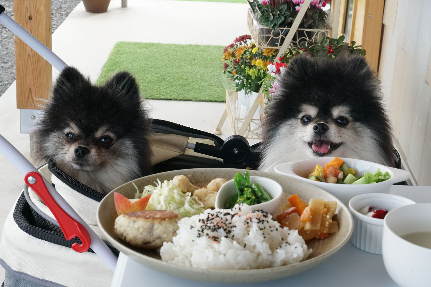 黒ぽめあんこ と 黒ぽめおはぎ テラスわんこok 移転リニューアルした花茶花茶さん