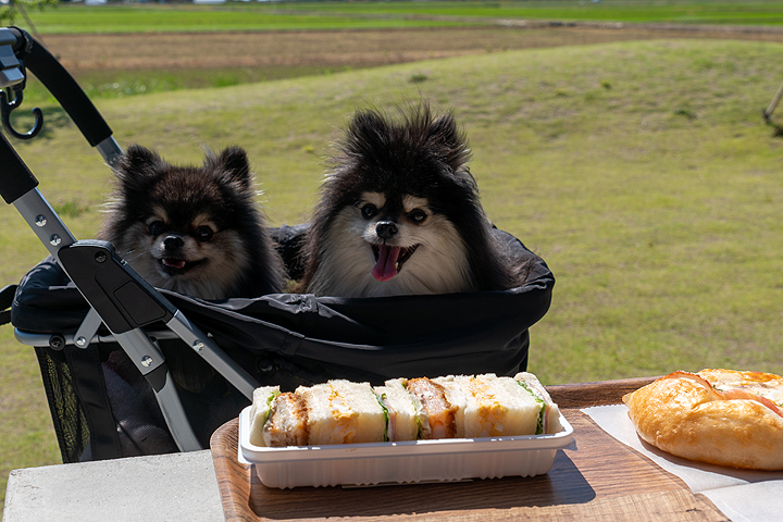 テラスわんこOK】ベーカリーPAO : 黒ぽめ！あんことおはぎとだんごちゃん