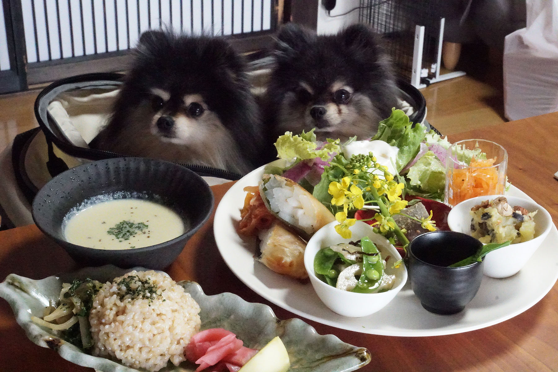 店内わんこOK】西区カフェNAGIさんでノーズワーク（お食事編） : 黒ぽ