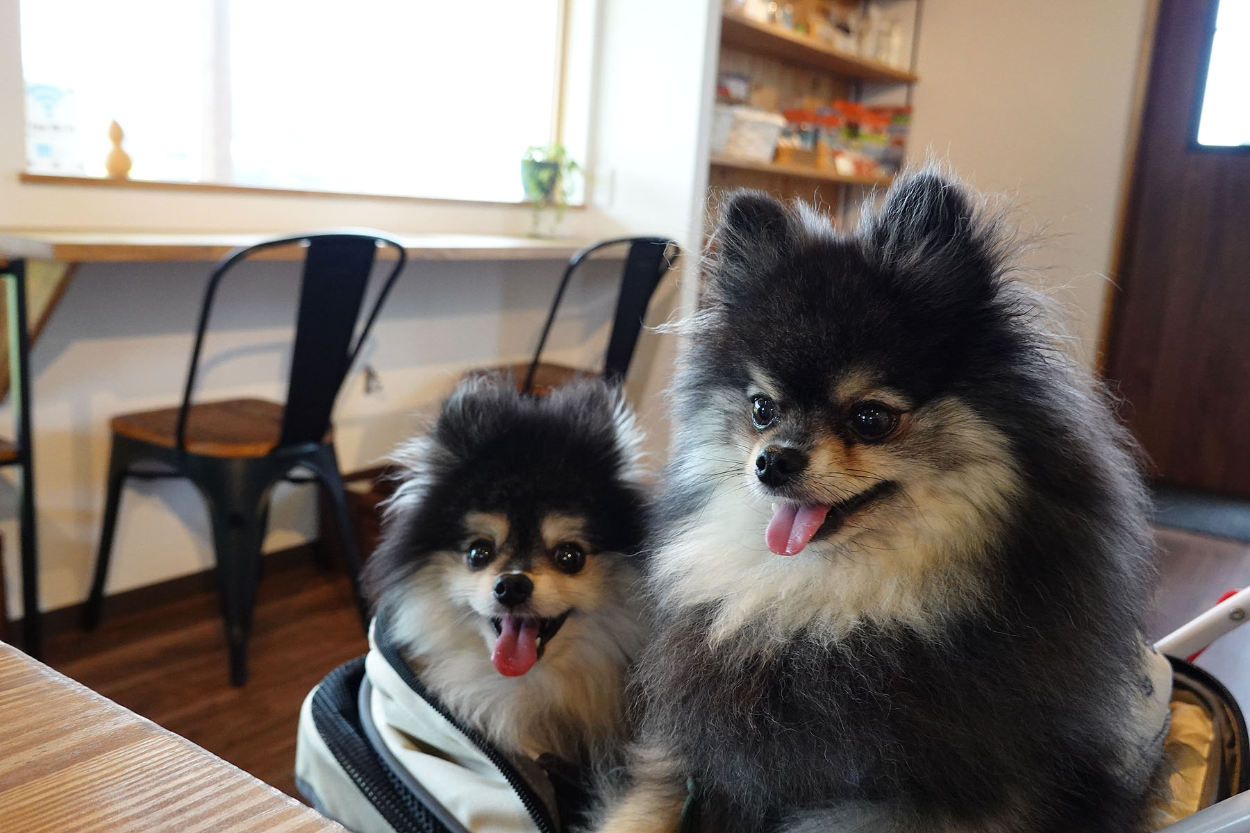 店内わんこOK】五泉市のドッグカフェSanSan dogspace : 黒ぽめ！あん