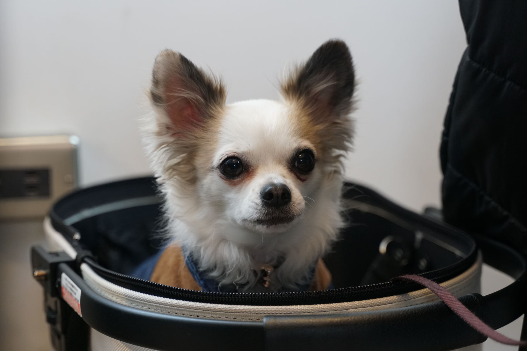 店内わんこOK】西区のグラッドガーデンカフェ : 黒ぽめ！あんこと