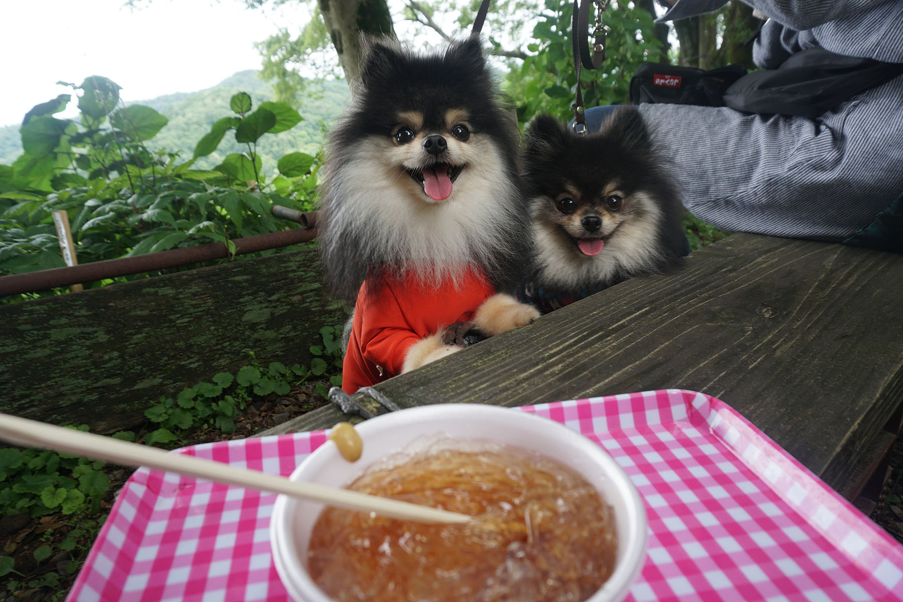 テラスわんこOK】護摩堂山山頂、あじさい茶屋 : 黒ぽめ！あんこと