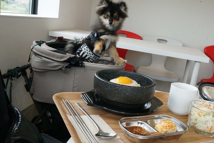 店内わんこOK】弥彦のDANAさんでポメに囲まれる : 黒ぽめ!あんこと 店内わんこOK】弥彦のDANAさんでポメに囲まれる : 黒ぽめ!あんこと