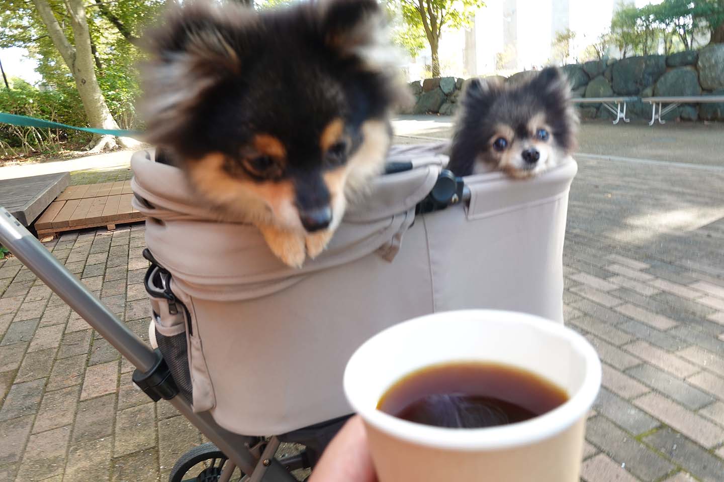 ベンチわんこOK】鳥屋野スポーツ公園入口にあるcafe feel : 黒ぽめ