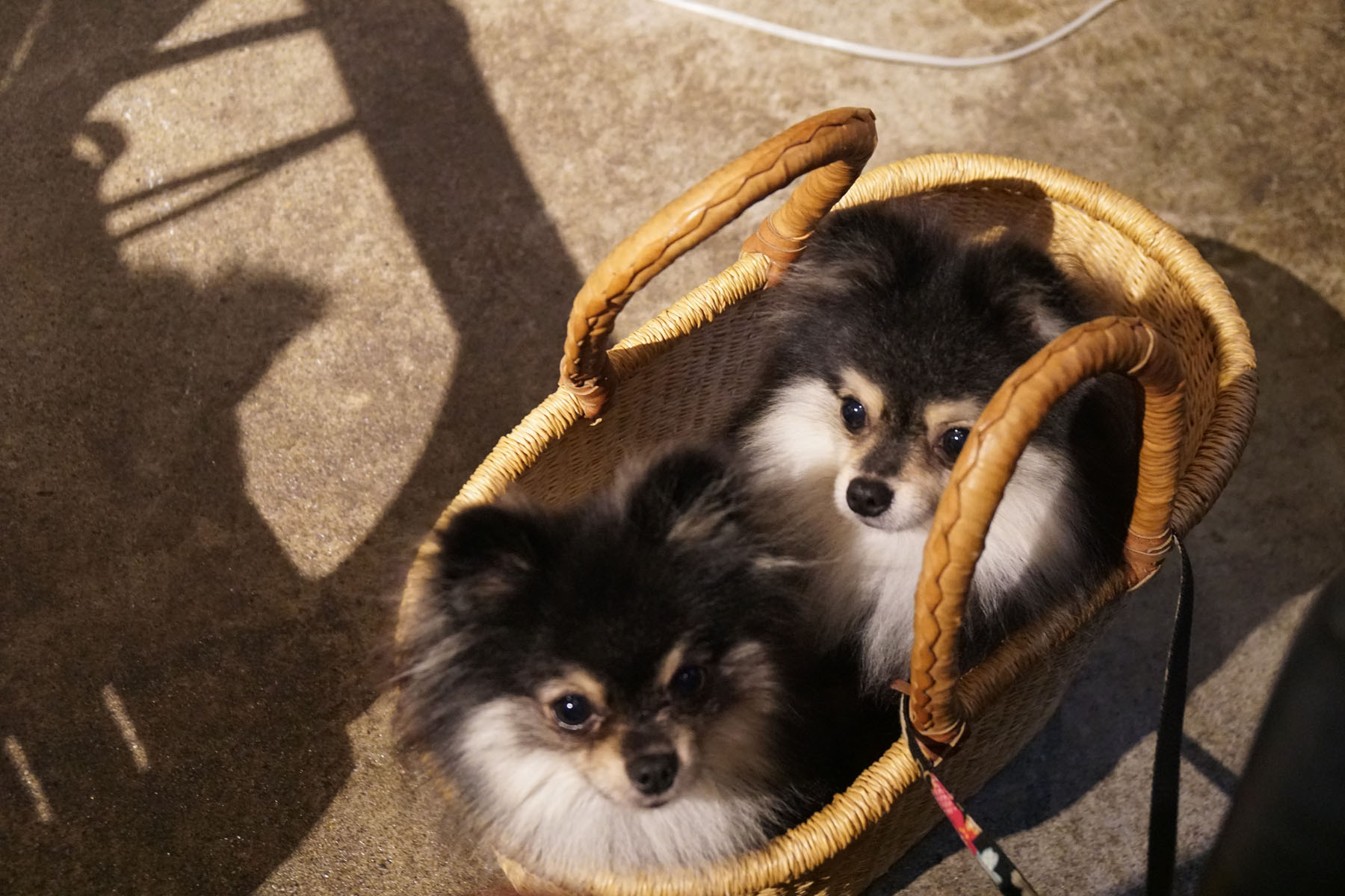 店内わんこOK】フレッシュ本町ののんびり喫茶、五徳屋十兵衛 : 黒ぽめ