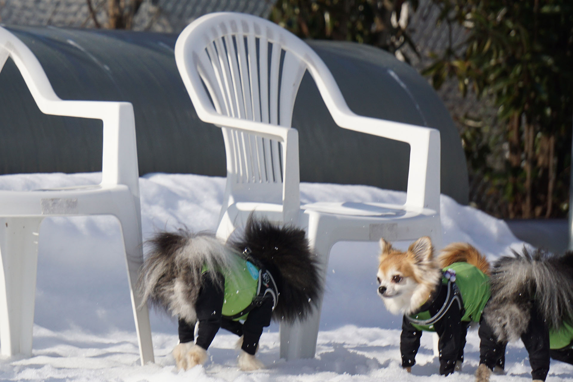 雪のまるたのドッグラン 黒ぽめあんこ と 黒ぽめおはぎ