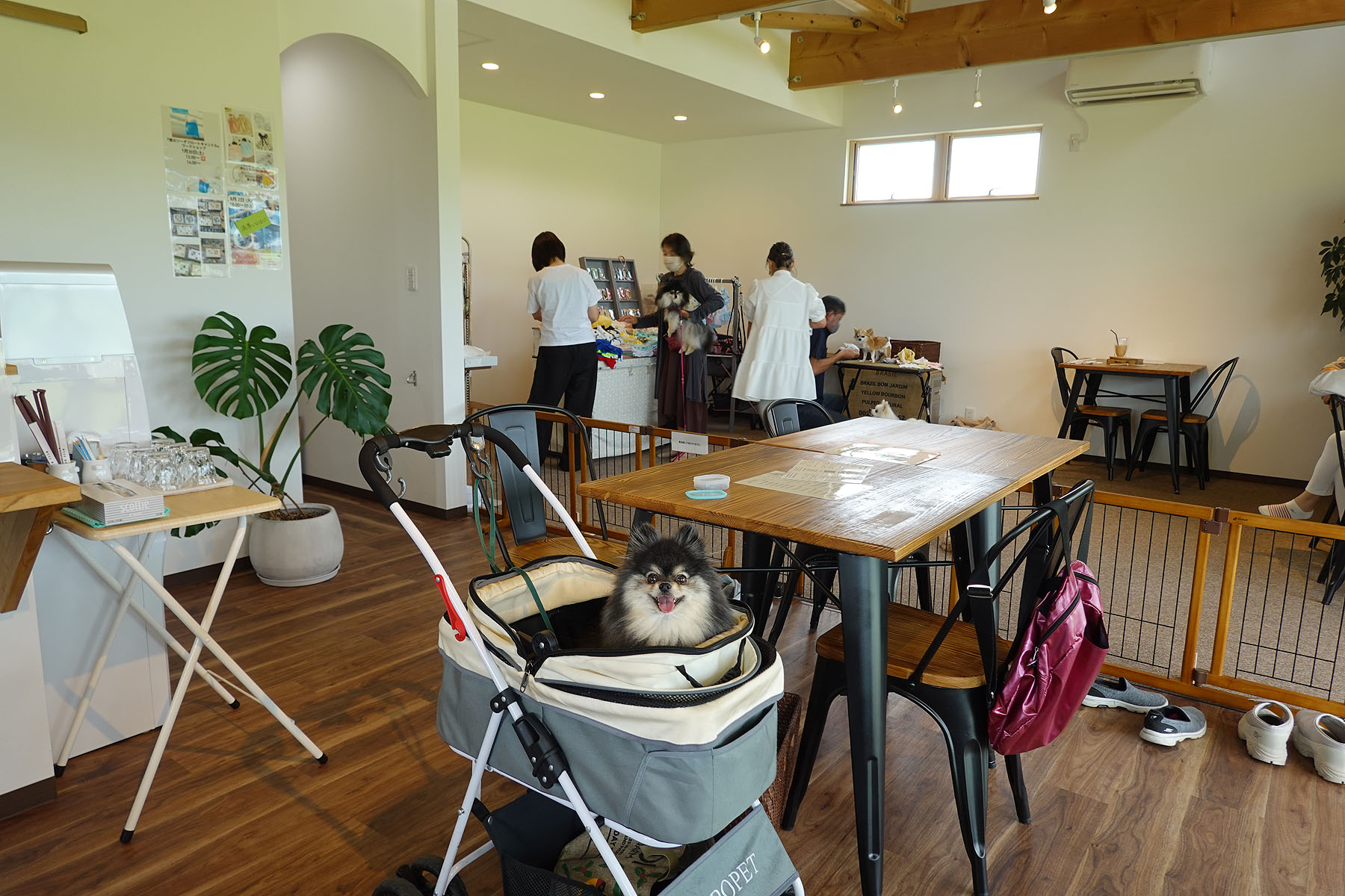 店内わんこOK】五泉市のドッグカフェSanSan dogspace : 黒ぽめ！あん
