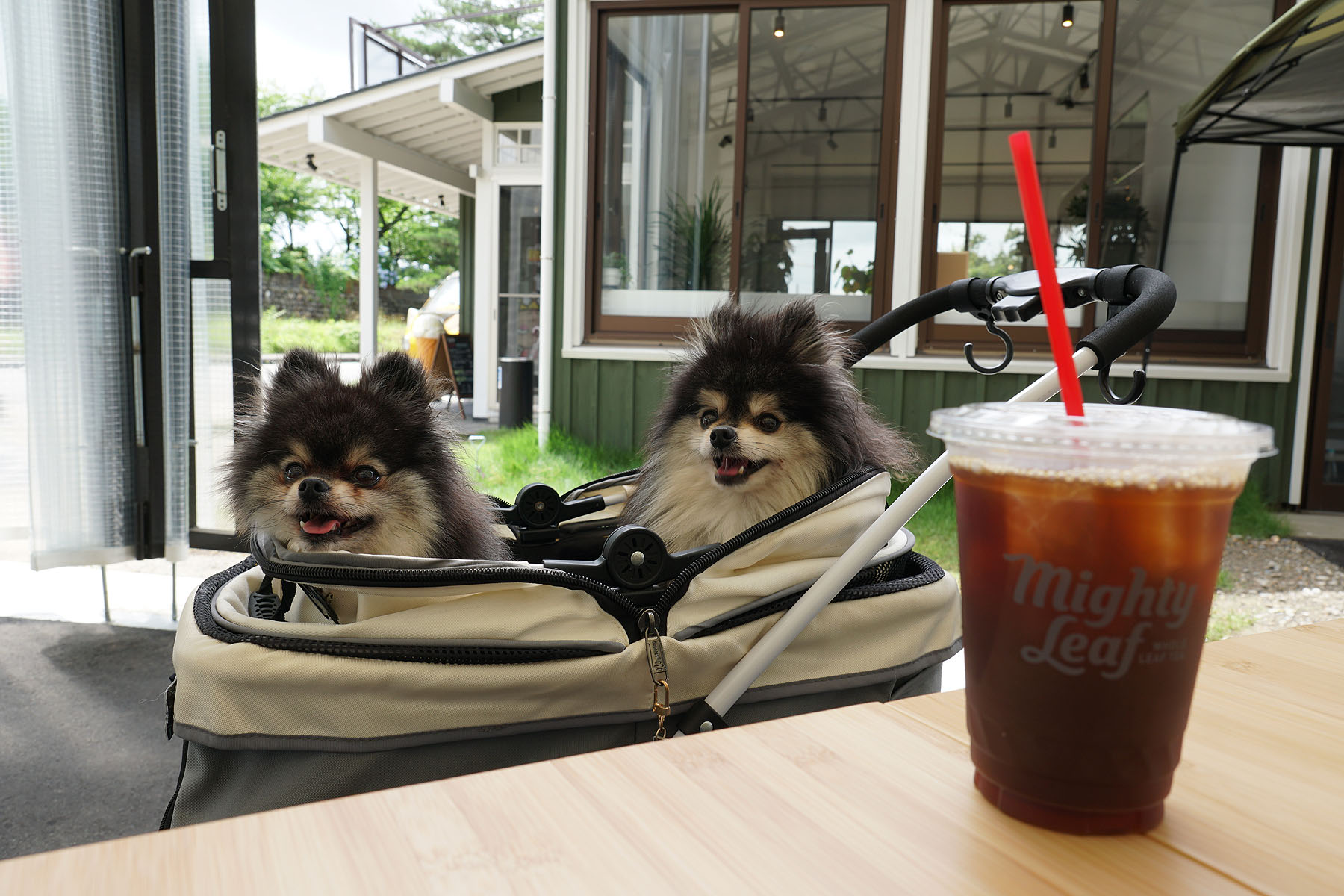 わんこ 店内わんこOK】新潟市南区白根地区にできたcafe Felizさん : 黒ぽめ