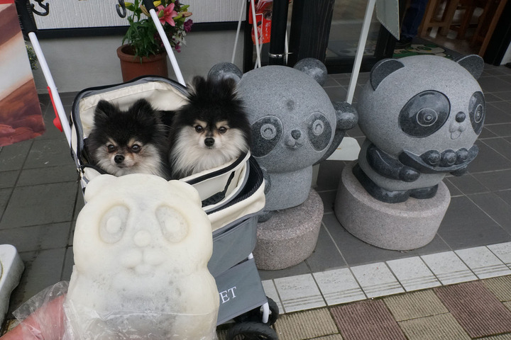 わんこ☆ 712e2b58-s.jpg