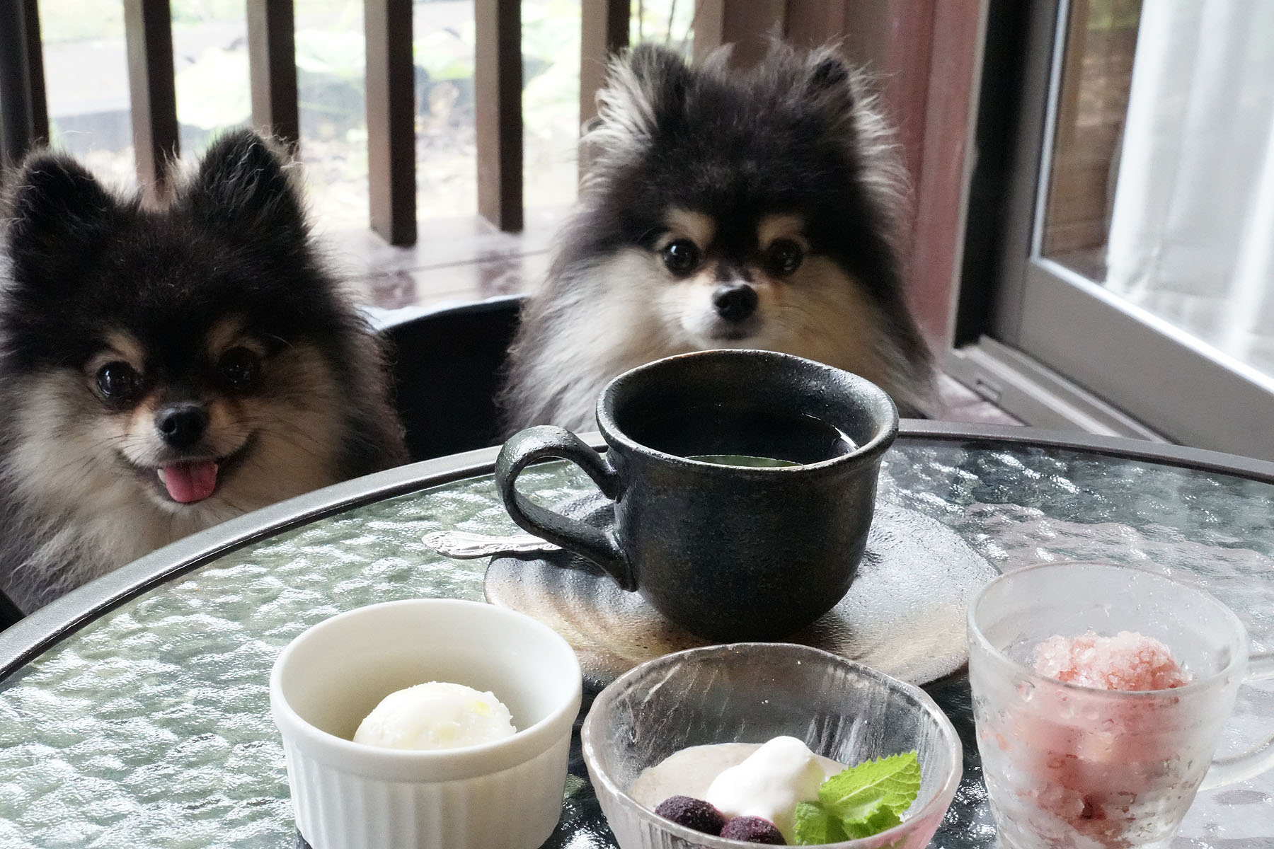 わんこ ライブナチュラルMSX スーパー6 for Dog｜ライブナチュラル｜朝日