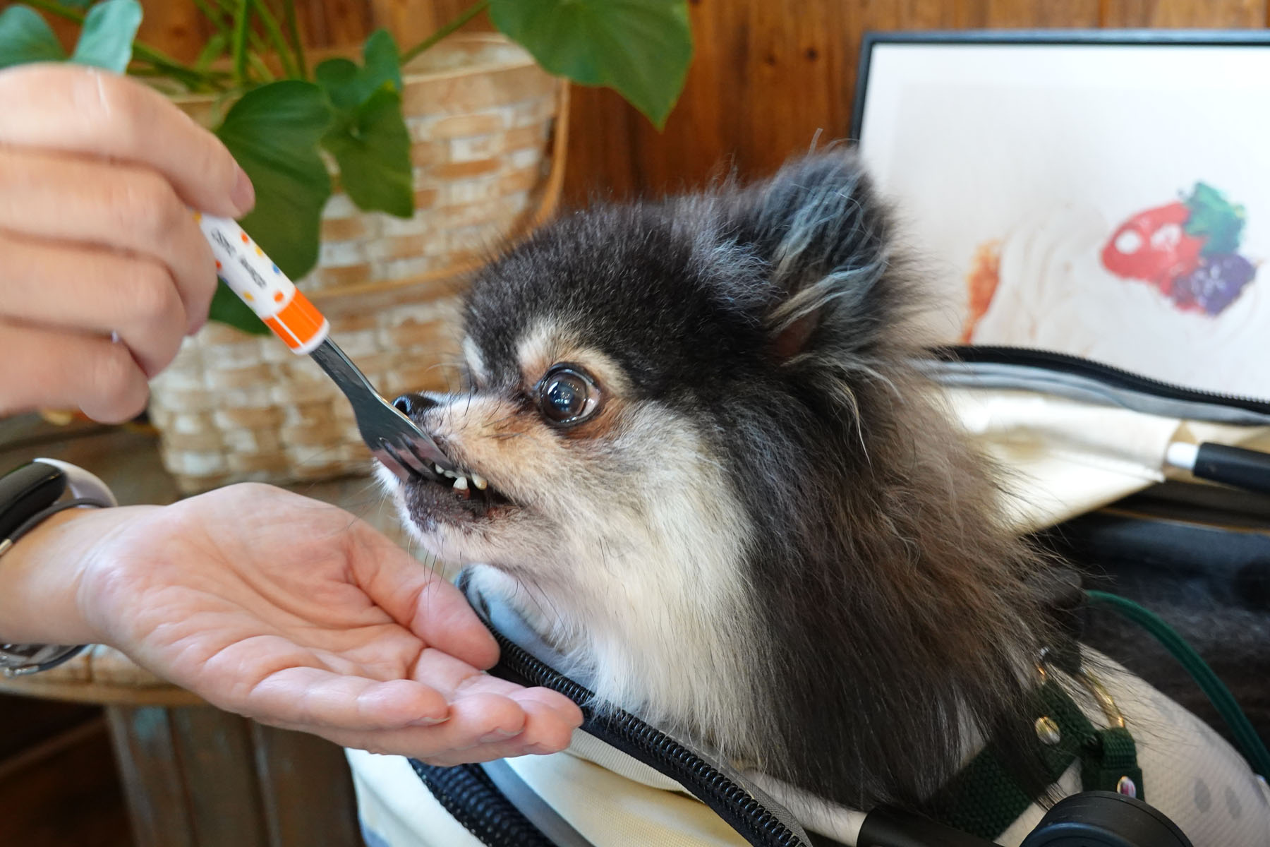 わんこ 店内わんこOK】新潟市南区白根地区にできたcafe Felizさん : 黒ぽめ