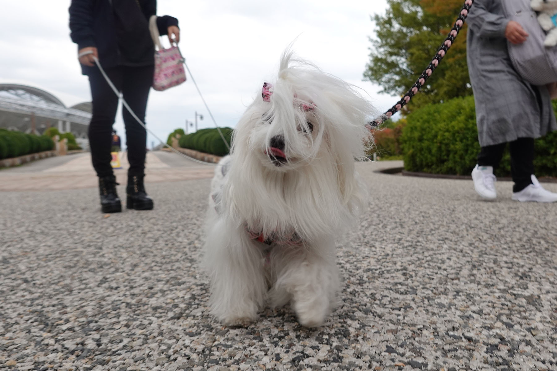 鳥屋野スポーツ公園散歩 : 黒ぽめ！あんことおはぎとだんごちゃん