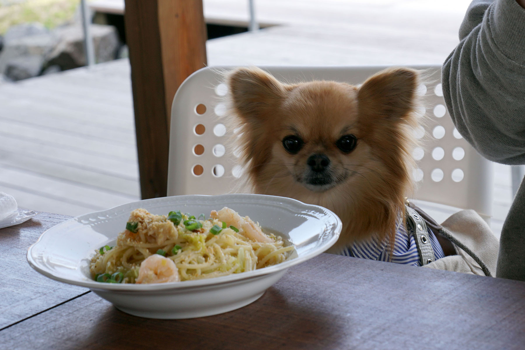 テラスわんこOK】遊んだあとに新発田のラ・ジェンマ : 黒ぽめ！あん