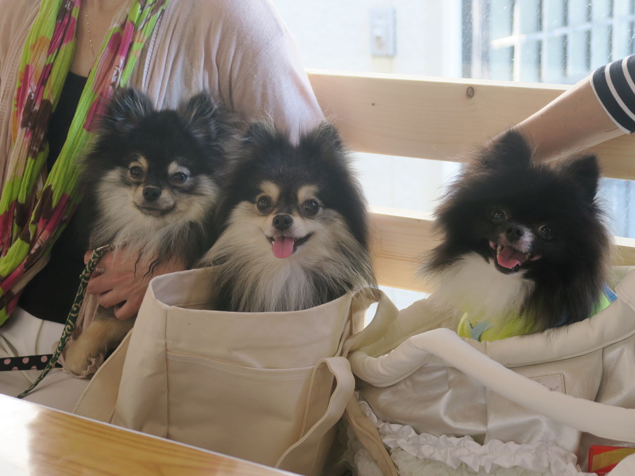 店内わんこok 新潟市西区にオープンしたドッグカフェjets 黒ぽめあんこ と 黒ぽめおはぎ