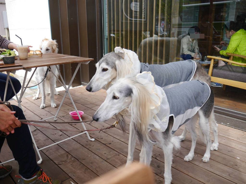 黒ぽめあんこ と 黒ぽめおはぎ テラスわんこok サンドとかも食べてみたいけどやっぱりランチb B Cafe