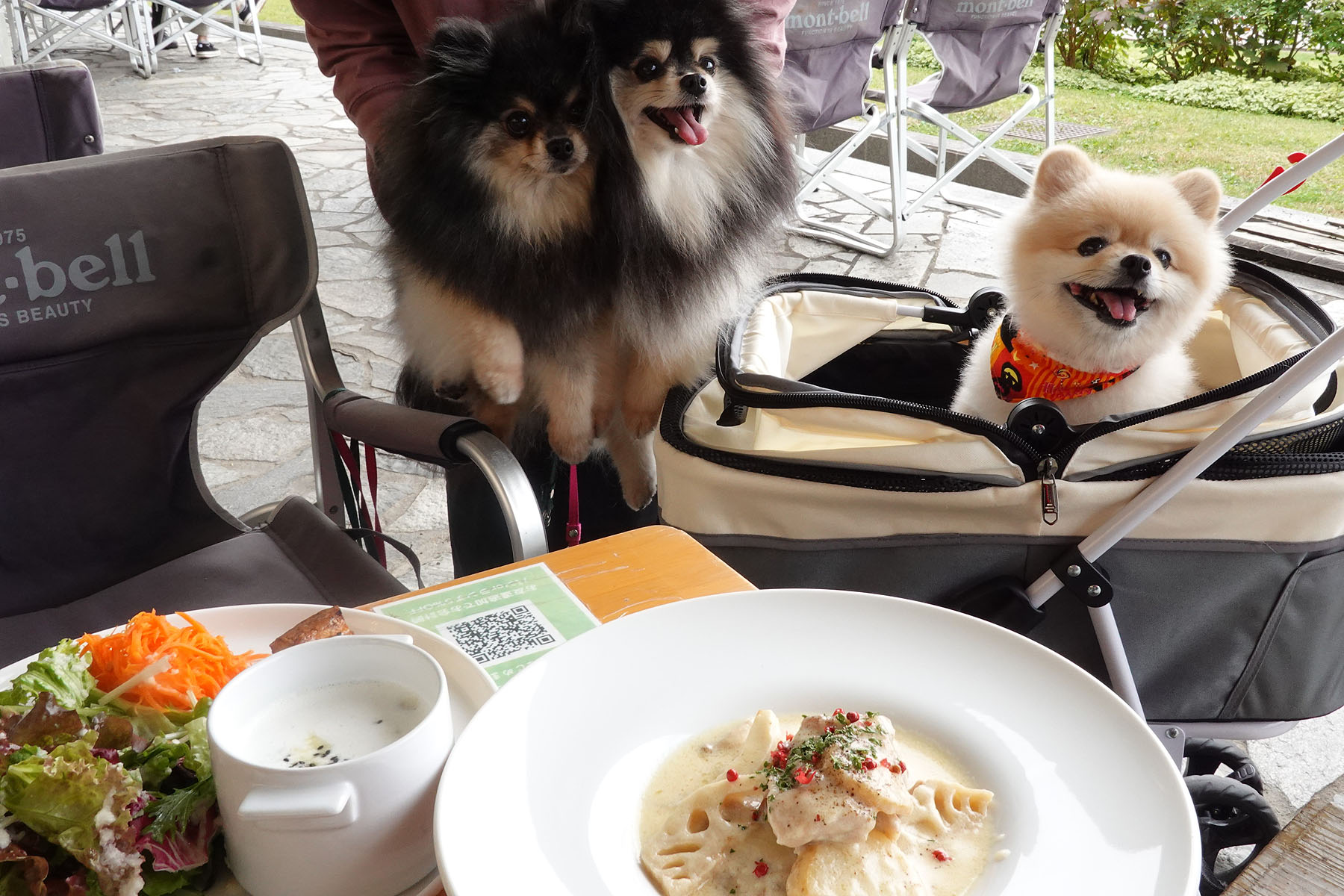 わんこ せせらぎの里8.jpg