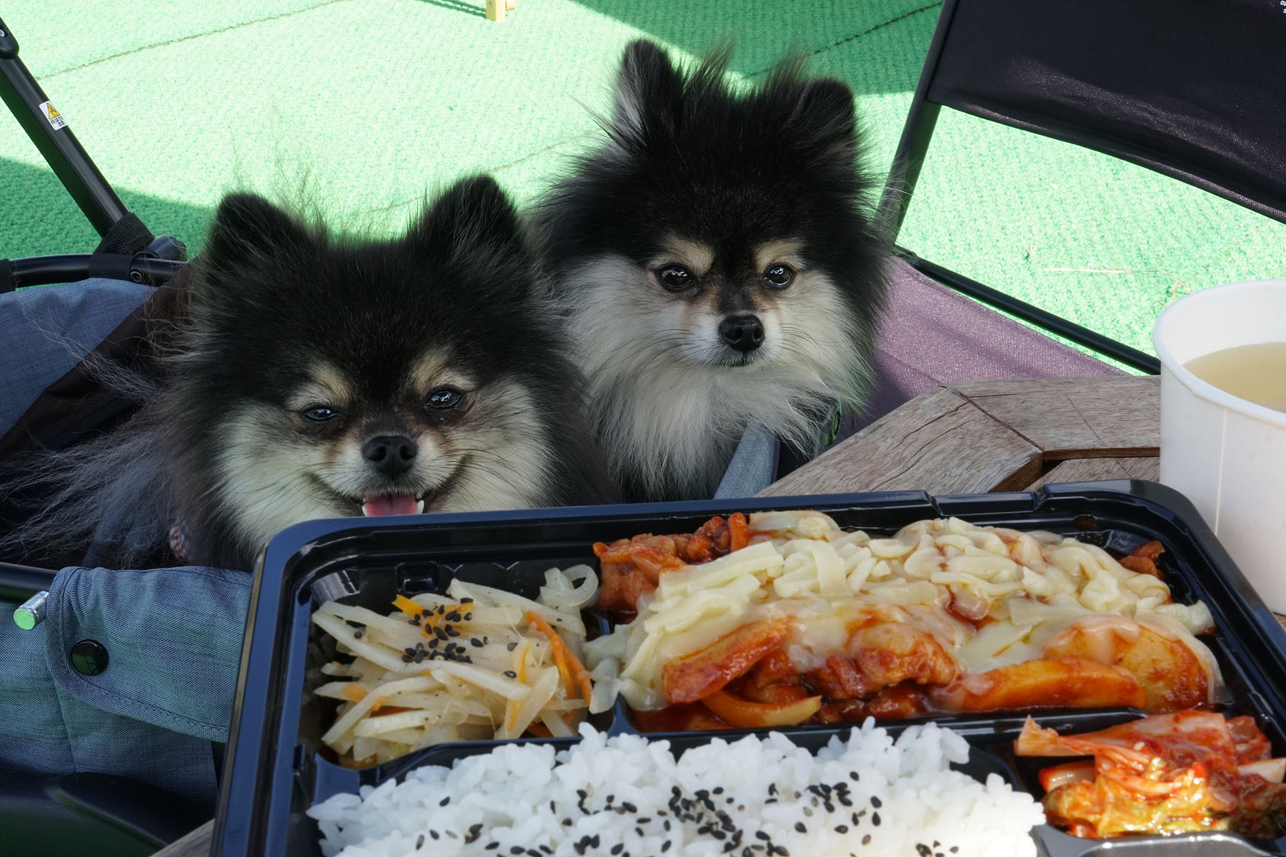テラスわんこok Moon S 一ノ木戸商店街テラスで韓国料理ランチ 黒ぽめあんこ と 黒ぽめおはぎ テラスわんこok Moon S 一ノ木戸商店街テラスで韓国料理ランチ 黒ぽめあんこ と 黒ぽめおはぎ