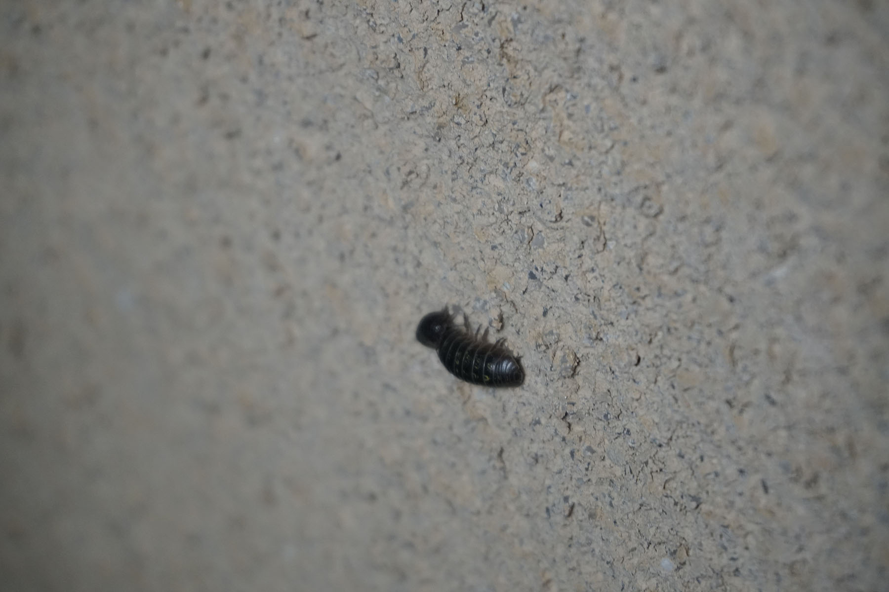 今日気になったこと だんごむし 黒ぽめあんこ と 黒ぽめおはぎ