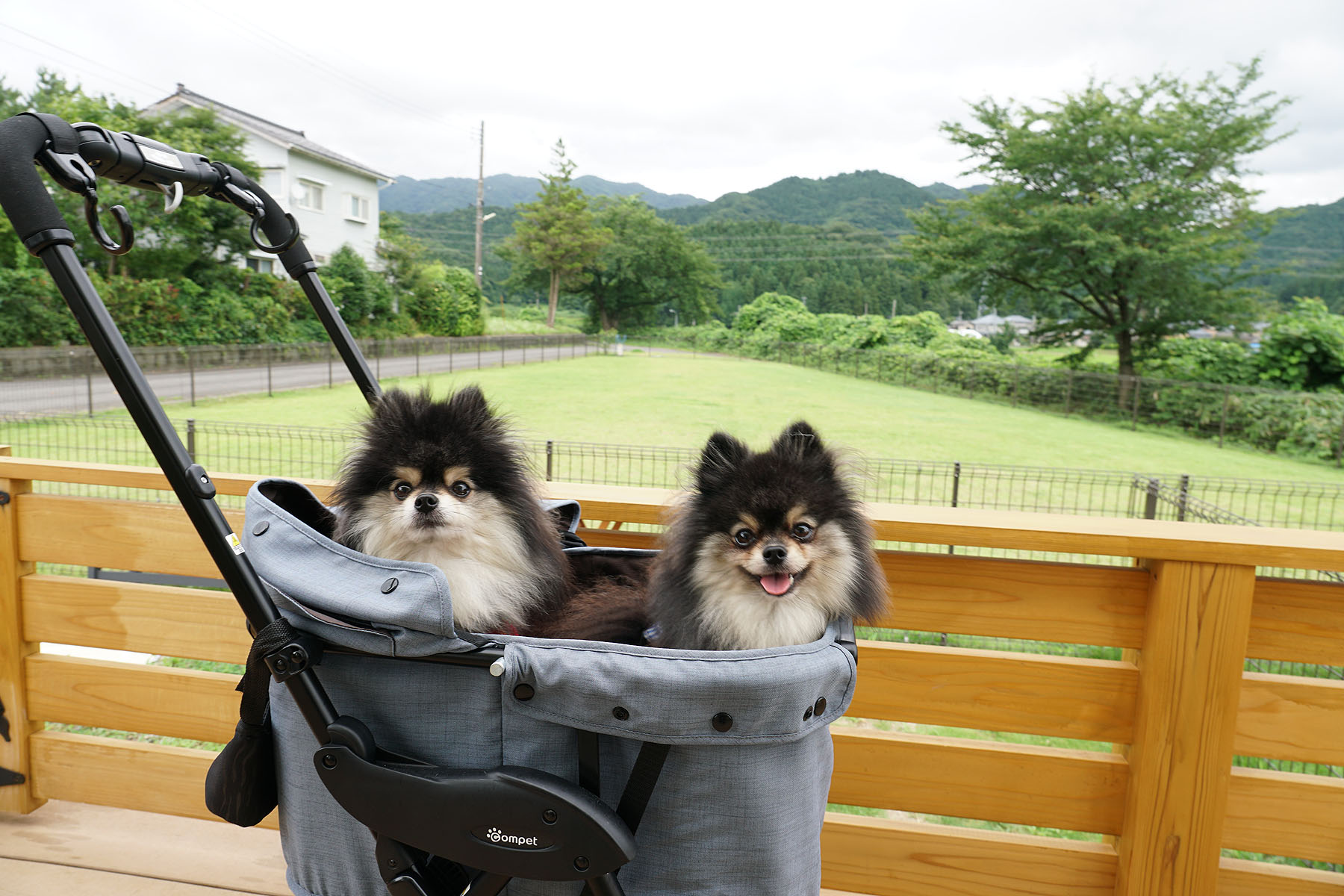 店内わんこOK】ドッグラン併設、新発田の91Rドッグパークカフェ : 黒ぽ