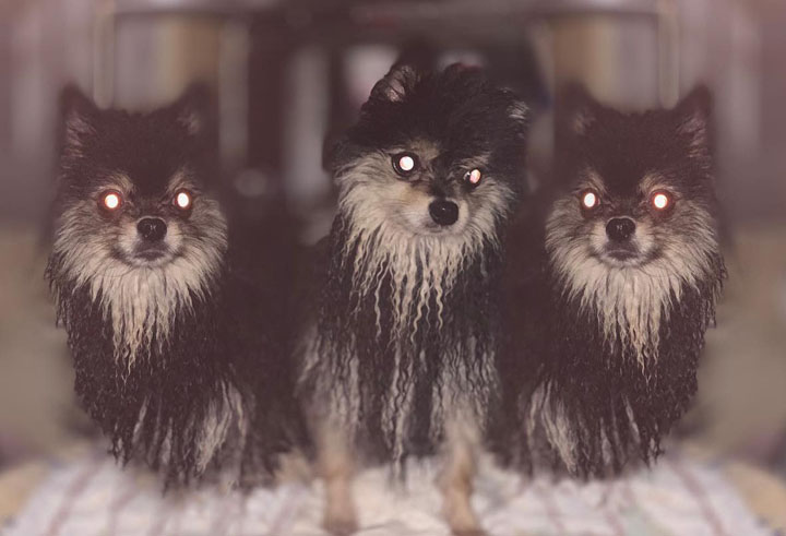 黒ぽめあんこ と 黒ぽめおはぎ 地獄の番犬