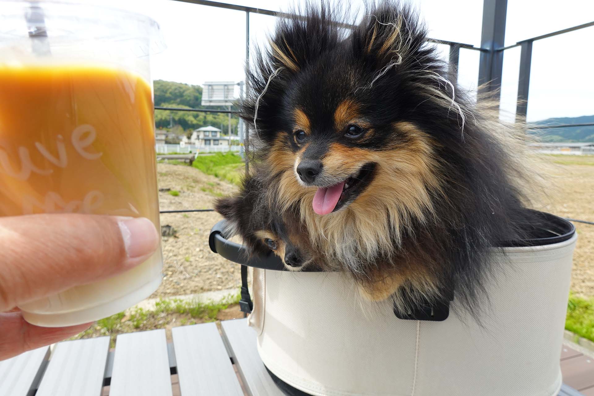 もこわんこ ベンチわんこOK】西蒲区MAUVE COFFEE Co. : 黒ぽめ！あんことおはぎと