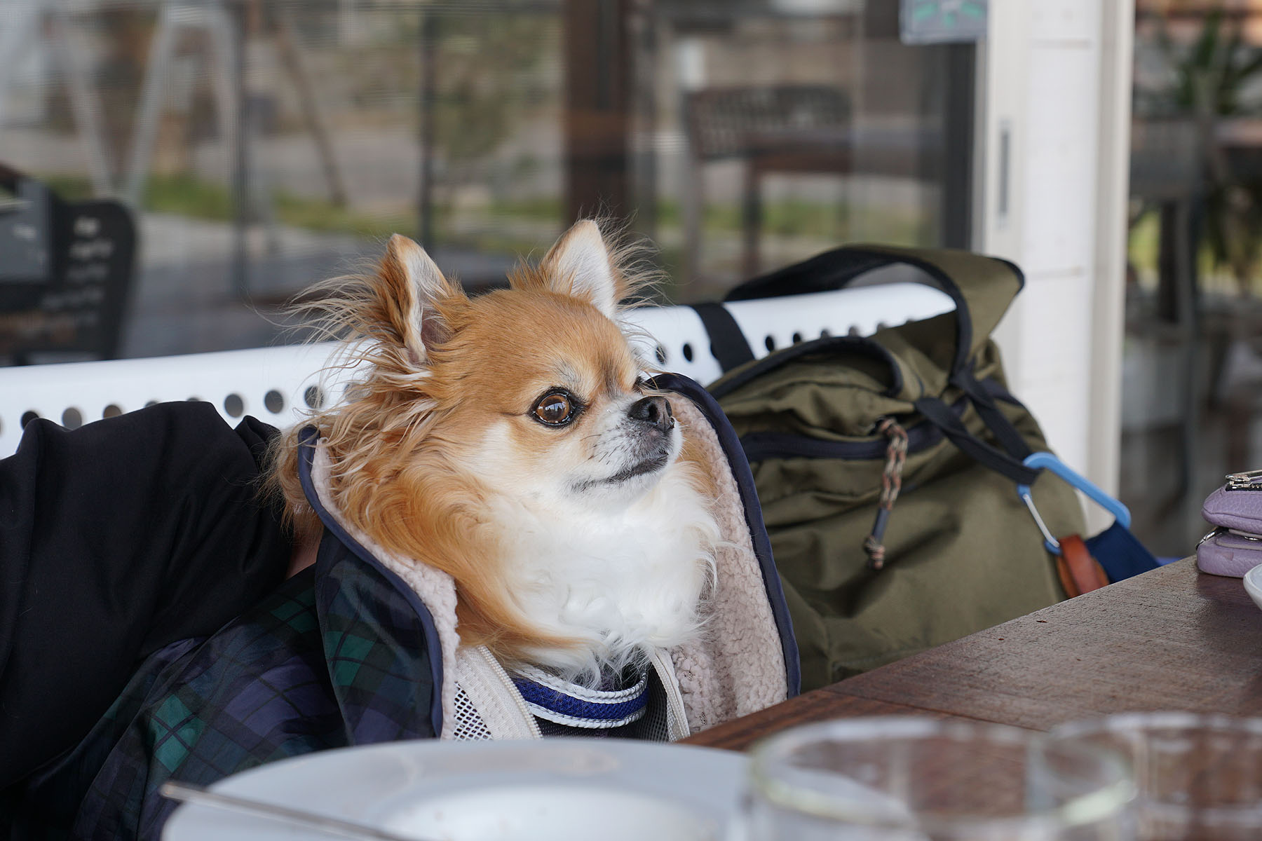 テラスわんこOK】遊んだあとに新発田のラ・ジェンマ : 黒ぽめ！あん