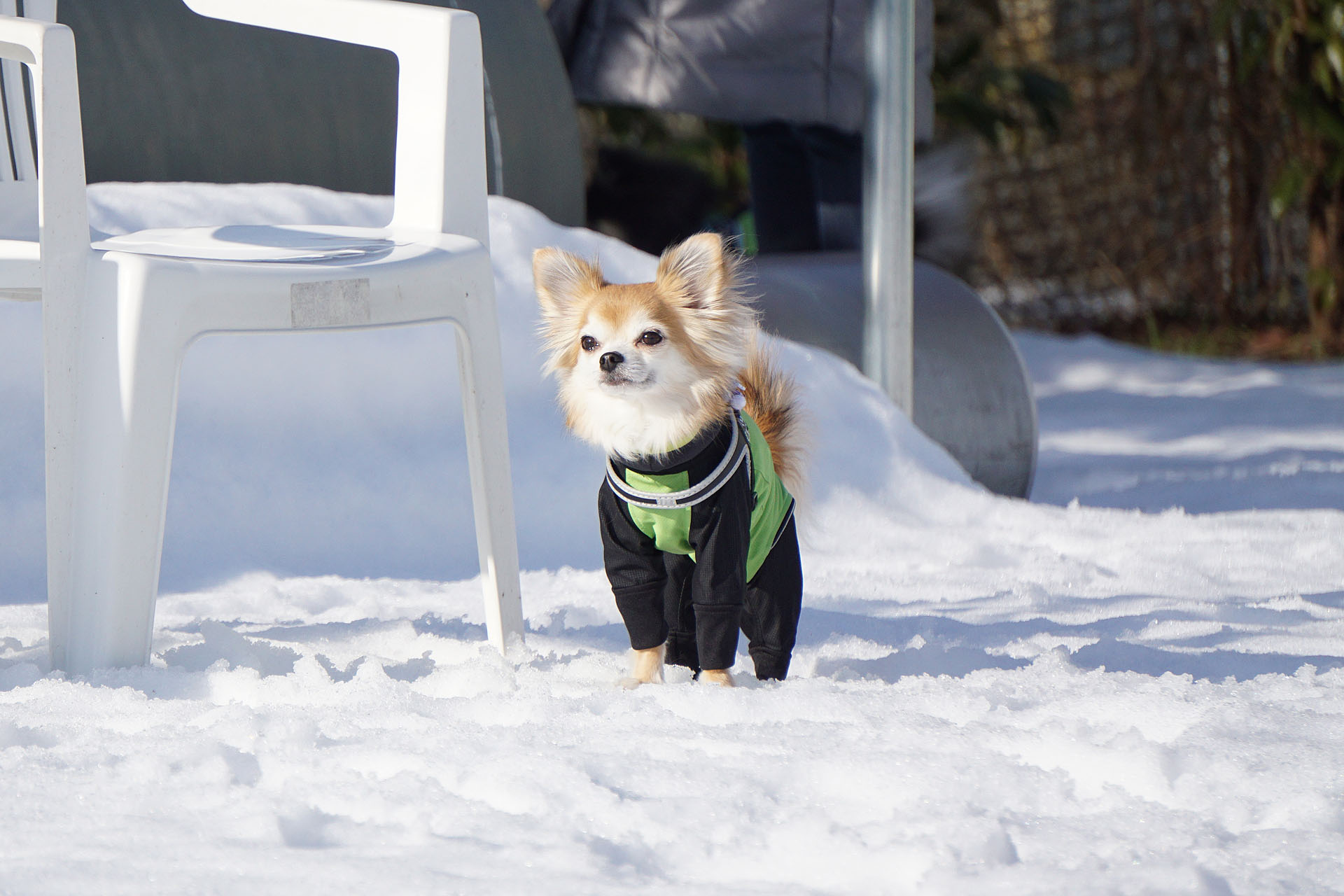 雪のまるたのドッグラン 黒ぽめあんこ と 黒ぽめおはぎ
