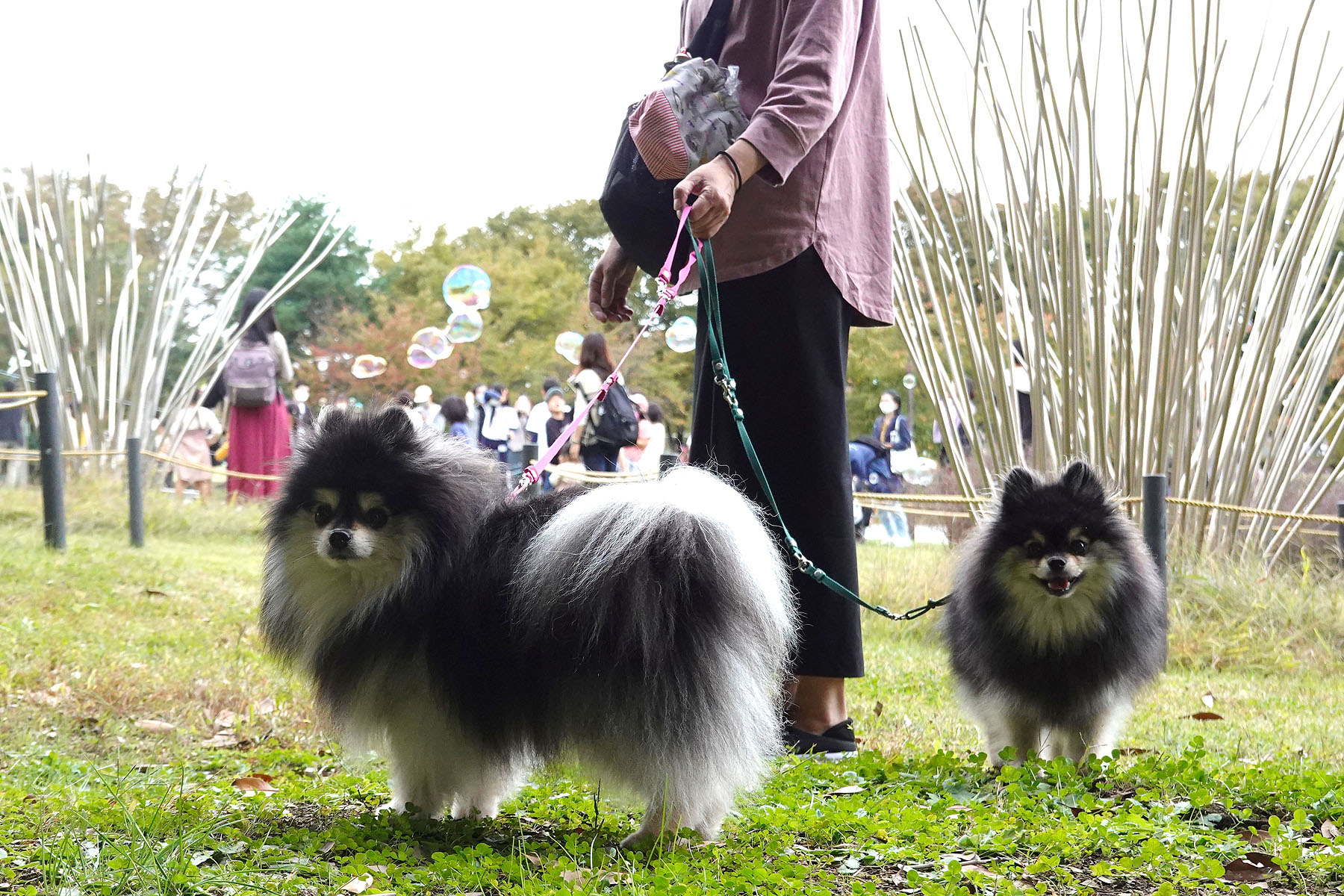 鳥屋野スポーツ公園散歩 : 黒ぽめ！あんことおはぎとだんごちゃん