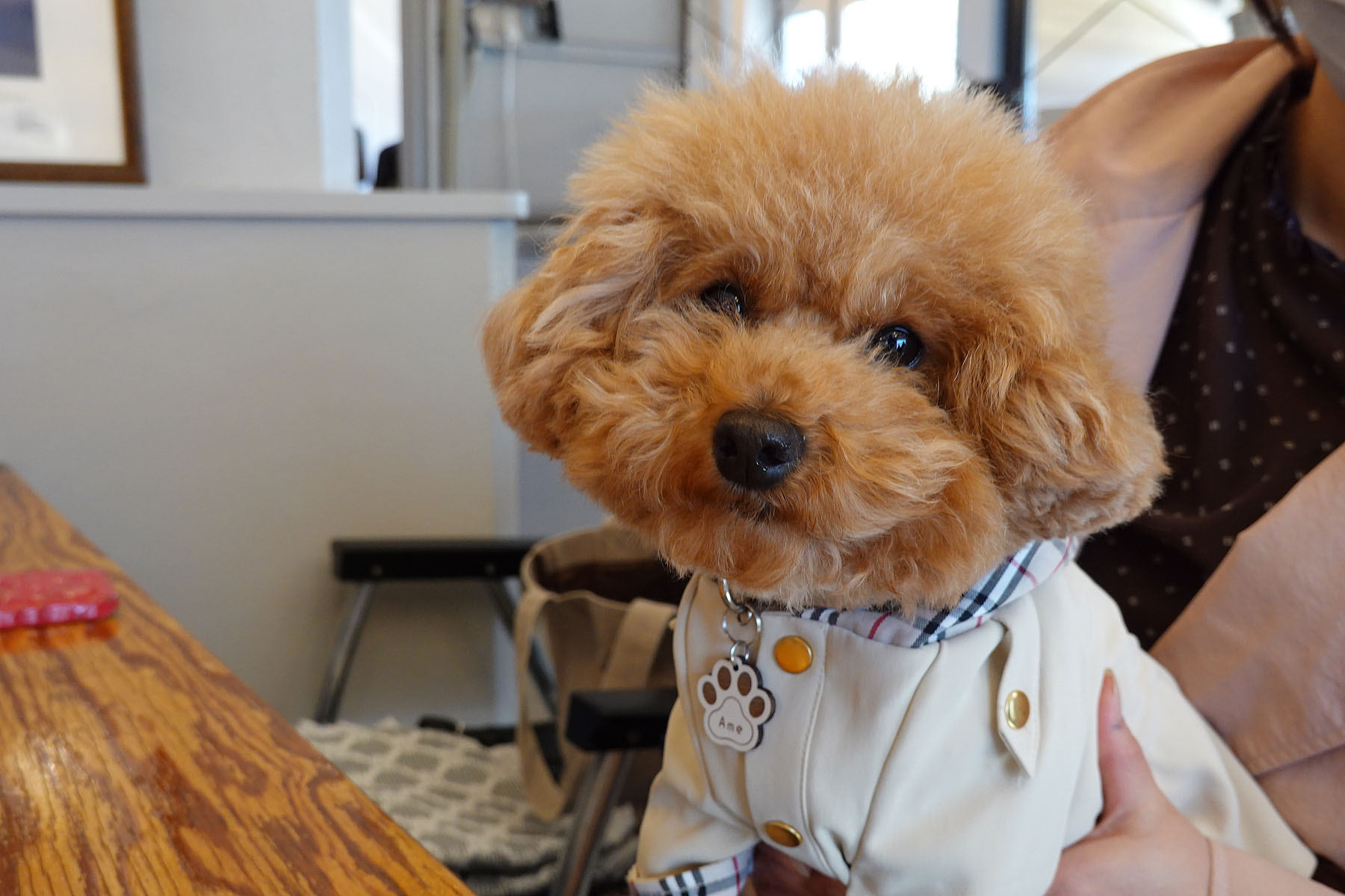 店内わんこOK】鳥屋野潟公園近く、The CHEAT DAY : 黒ぽめ！あんこと