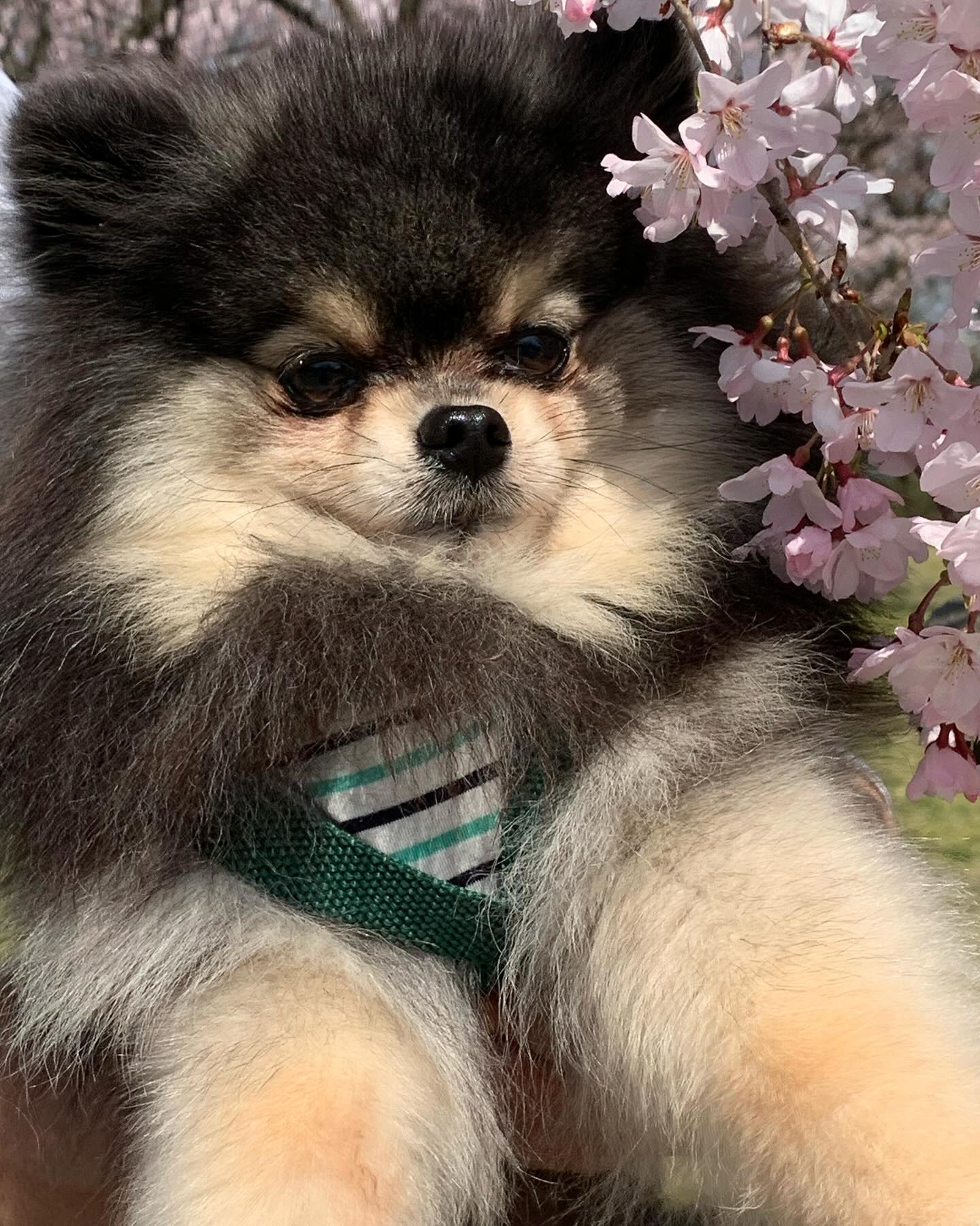 テラスわんこOK】鳥屋野潟公園女池のとなり、R＋cafe : 黒ぽめ！あん