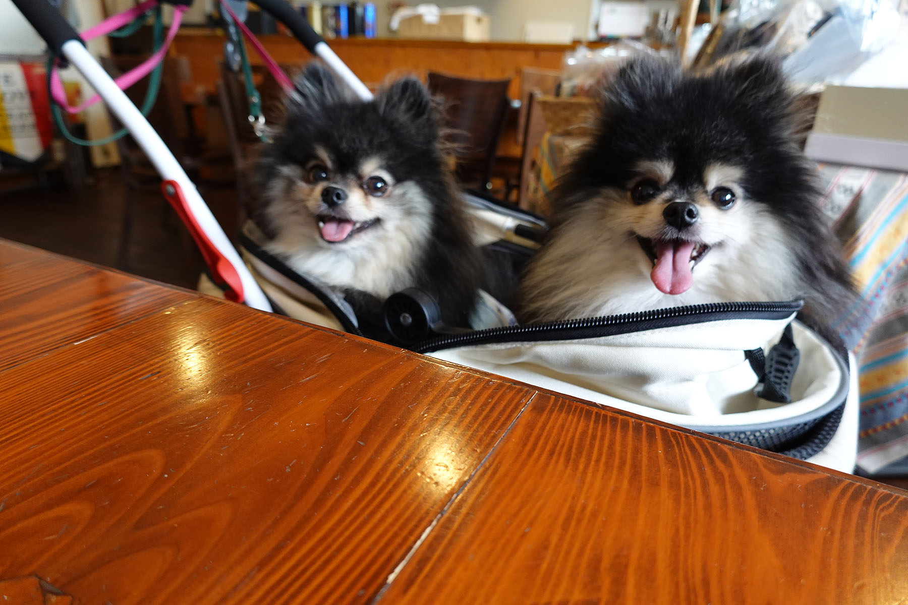 店内わんこOK】出来島の裏道にあるカフェダックラさん : 黒ぽめ！あん