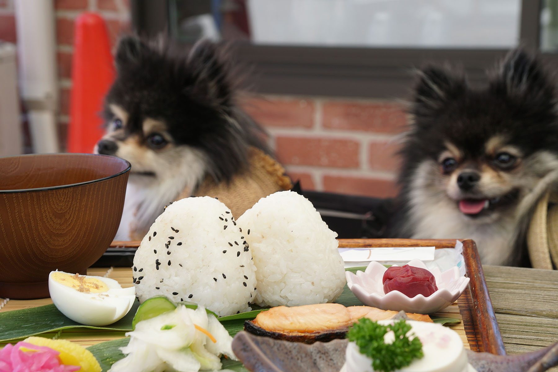 テラスわんこok 最高の海と空 笹川流れ塩工房ソルト カフェ 黒ぽめあんこ と 黒ぽめおはぎ
