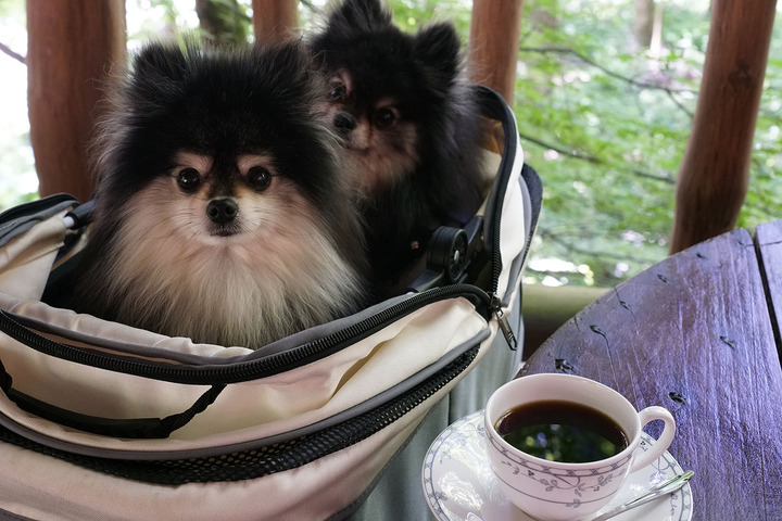 テラスわんこOK】ぽっぽ五頭にオープンしたパスタと珈琲のお店Taverna