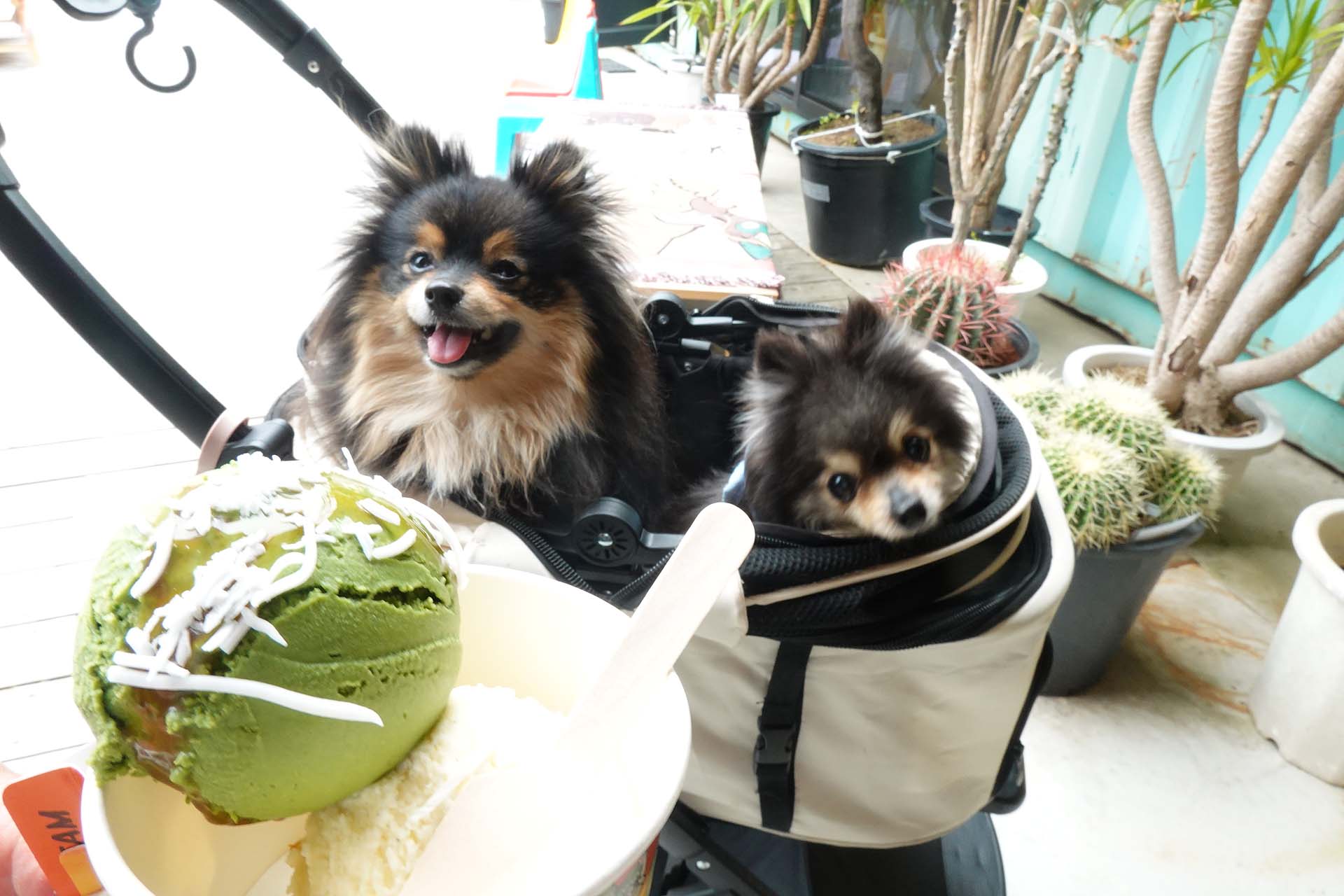 テラスわんこOK】スポーツ公園近く、Hi7's ICECREAM : 黒ぽめ！あん