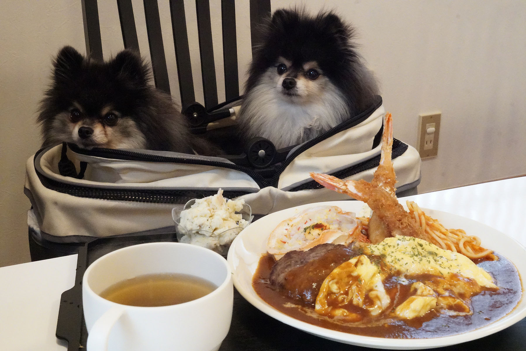 店内わんこOK】長岡の新店、わんカフェとらまる : 黒ぽめ！あんこと