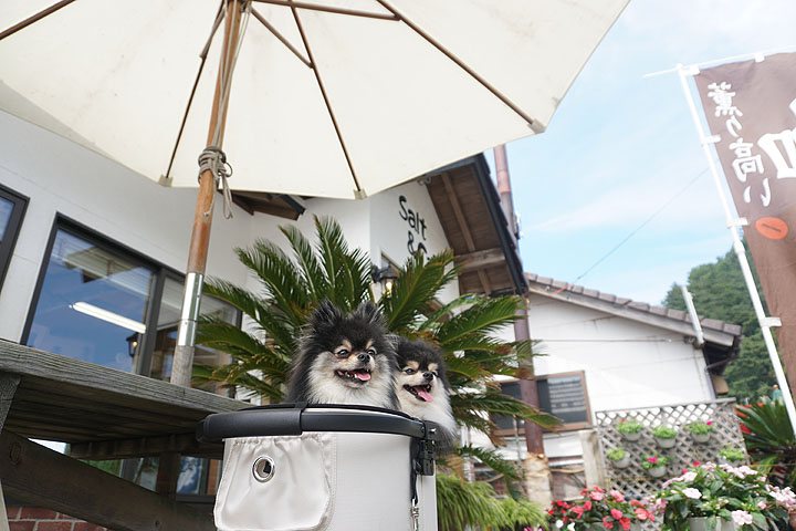 テラスわんこok 笹川流れソルト カフェ 塩工房は無事 黒ぽめあんこ と 黒ぽめおはぎ